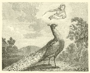 Tavus kuşunun şikayeti (gravür) by English School