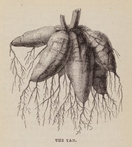 Yam (gravür) by English School