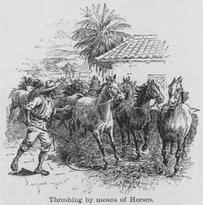 Atlarla Harmanlama (gravür) by English School