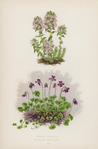 Thymus Striatus; Erpetion Reniforme (renkli lito) by English School