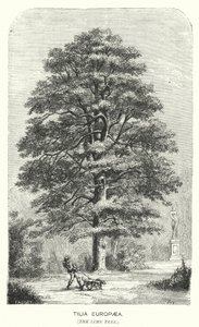 Tilia Europaea, Kireç Ağacı (gravür) by English School