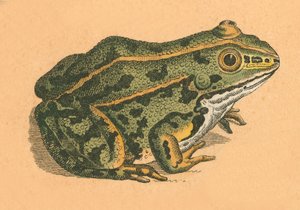 Kurbağa veya kurbağa by English School