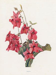 Tütün (renkli lito) by English School