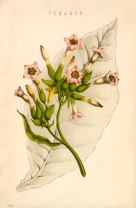 Tütün by English School
