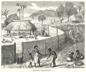 Tongan Plantasyonu (gravür) by English School