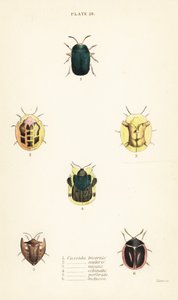 Kaplumbağa böcekleri: Omocerus bicornis 1, Cassida scalaris 2 by English School