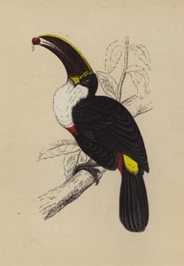 Toucan (renkli taş) by English School