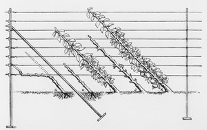 Genç ağaçları eğitmek, John Wright