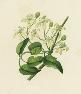 Traveller's Joy, Clematis Vitalba (renkli litho) by English School