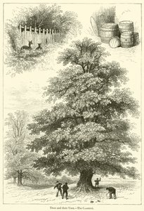 Ağaçlar ve Kullanımları, Kestane (gravür) by English School