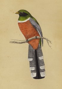 Trogon (renkli taş) by English School