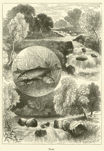 Alabalık (gravür) by English School