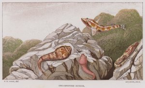 İki Noktalı Enayi (renkli lito) by English School