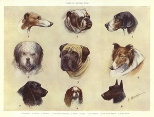 İngiliz Köpek Türleri