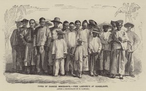 Çinli Göçmen Türleri, Guadeloupe
