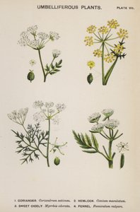 Umbelliferous Bitkiler (renkli lito) by English School