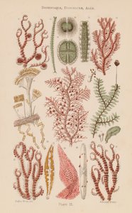 Mikroskop altında: Desmidiaceae, Diatomaceae, Algler (renkli lito) by English School