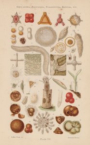 Mikroskop altında: Gregarinida, Polycystina, Foraminifera, Rotifera, vb (renkli lito) by English School