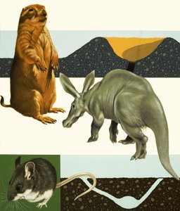 Çayır köpeği ve yaban domuzu dahil tanımlanamayan hayvanlar montajı by English School