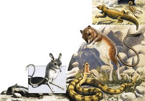 Jerboa, yılan ve akrep ile tanımlanamayan hayvanlar montajı by English School