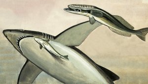 Tanımlanamayan köpekbalığı ve balık by English School