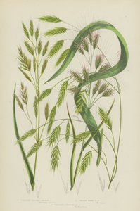 Dik Brome Çimi, Tüylü Odun Brome Çimi, Dik Yıllık Brome Çimi (renkli lito) by English School