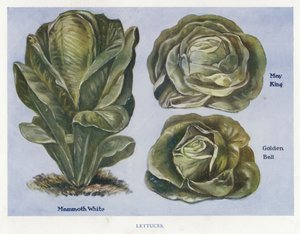 Sebze Yetiştirici Rehberi: Marullar (renkli taş) by English School