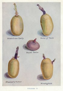 Sebze Yetiştiricileri Rehberi: Patates (renkli lito) by English School
