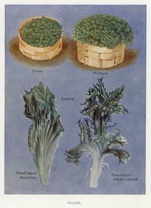 Sebze Yetiştiricilerinin Kılavuzu: Salatalar (renkli taş) by English School