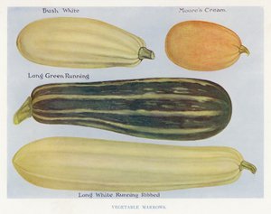 Sebze Yetiştirici Rehberi: Sebze İlikleri (renkli taş) by English School