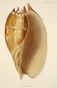 Mollusca ve Radiata