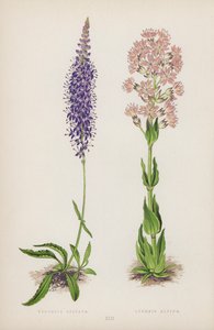 Veronica Spicata Alpina Lychnis (renkli taş) by English School