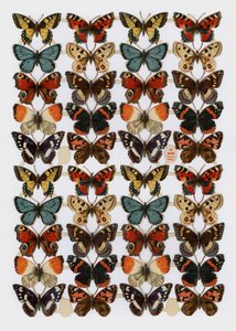 Viktorya dönemi artıkları (chromolitho) by English School