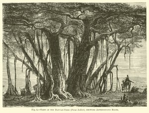 Maceracı Kökleri gösteren Banyan Ağacının (Ficus Indica) görünümü by English School