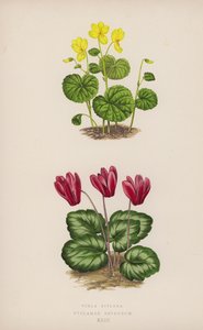 Viola Biflora; Siklamen Repandum (renkli lito) by English School