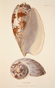 Voluta Miltonis, pub. 1833 el renkli gravür. by English School