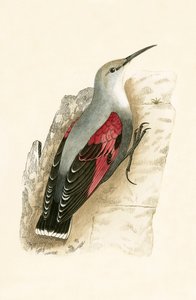 Wall Creeper, Charles Robert Bree (1811-86) tarafından 