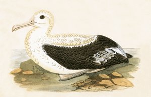 Wandering Albatross, illustration from 