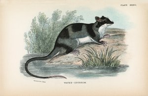 Su-Opossum by English School
