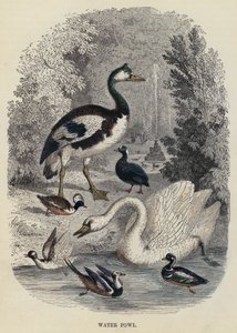 Su Kuşu (gravür) by English School