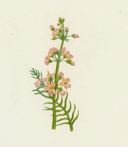 Su Menekşesi, Hottonia Palustris by English School