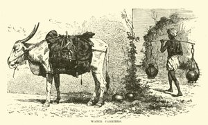 Su taşıyıcıları by English School
