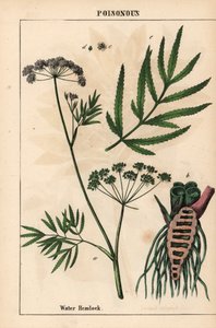 Yaprakları, kök yapısını ve çiçekleri gösteren su baldıran otu. Cicuta virüsü   , "Öğretici Resimli Kitap veya Sebze Dünyasından Dersler"den [Charlotte Mary Yonge], Edinburgh by English School