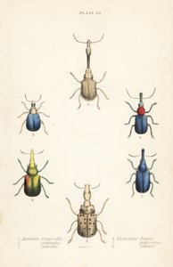 Böcekler: Attelabus longicollis 1, Attelabus gematus 2, Attelabus ruficollis 3, Byctiscus populi 4, Rhycnhites pubescens 5 ve Rhynchites yakalı 6 by English School