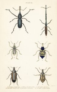 Weevils: Brentus ancharago 1, Rhina barbirostris 2, Curculio cuviera 3, Eupholus geoffroyi 4, Larinus ursus 5 ve Curculio sphacelatus 6 by English School