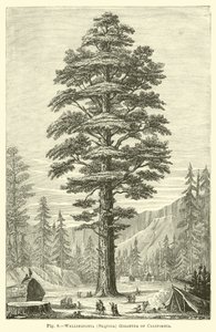Wellingtonia (Sequoia) California Gigantea by English School