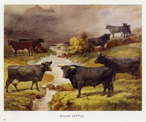 Galli Sığır (renkli lito) by English School