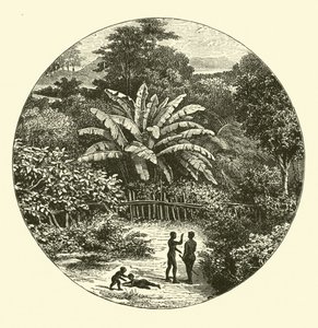 Batı Afrika by English School