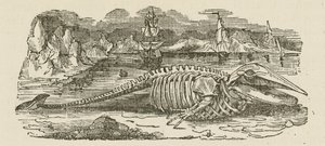 Balina İskeleti (gravür) by English School
