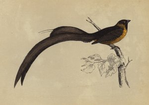 Whidah Finch (renkli taş baskı) by English School